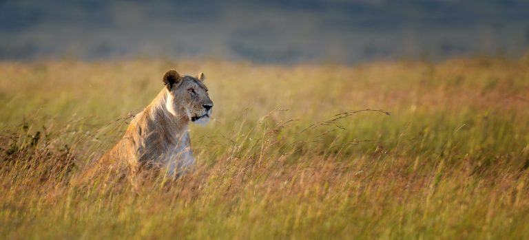 Close lion in National park of Kenya, Africa