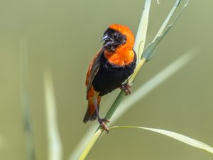 Southern Red Bishop in reed