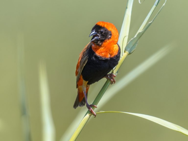 Southern Red Bishop in reed