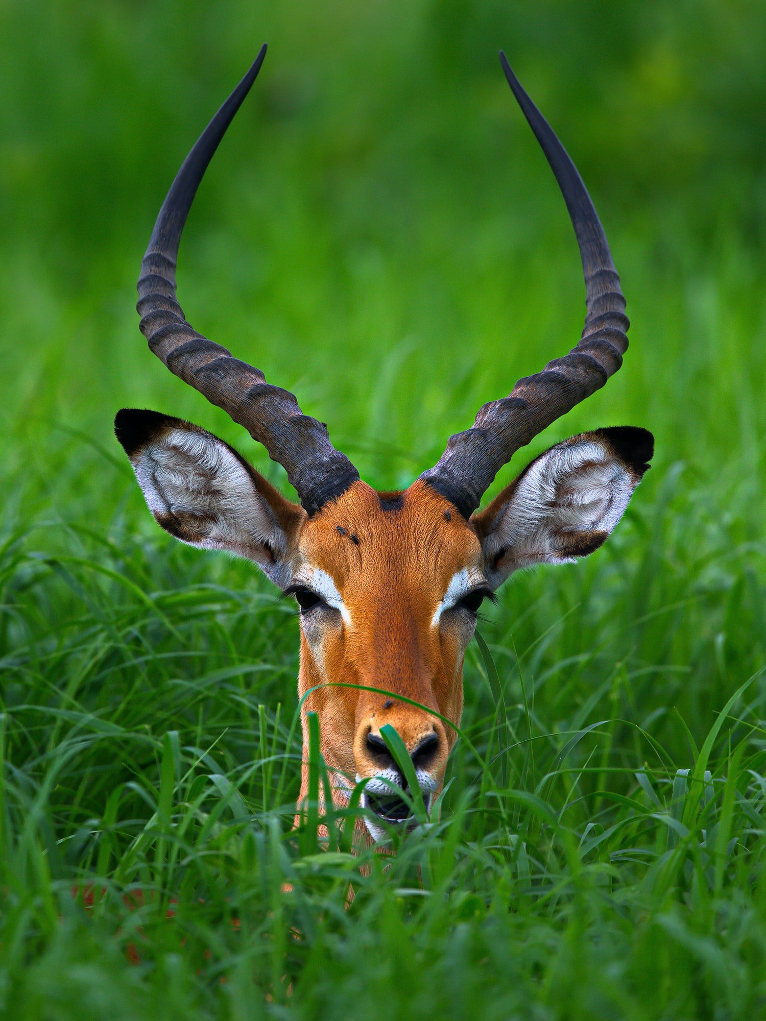 Vertical shot of an impala in an open field in Tanzania