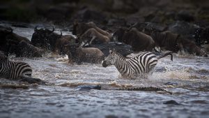 Wildebeest and zebras crossing the river in an open field in Masai Mara, Kenya