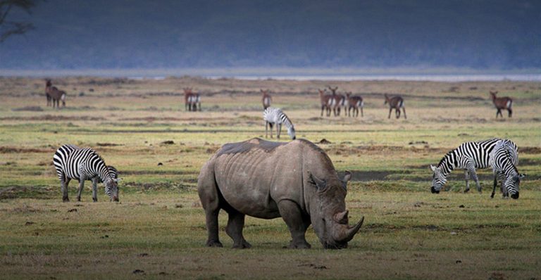 Ngorongoro Conservation Area