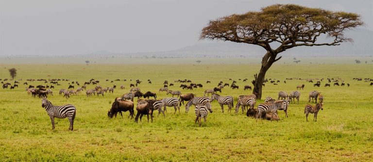Serengeti National Park