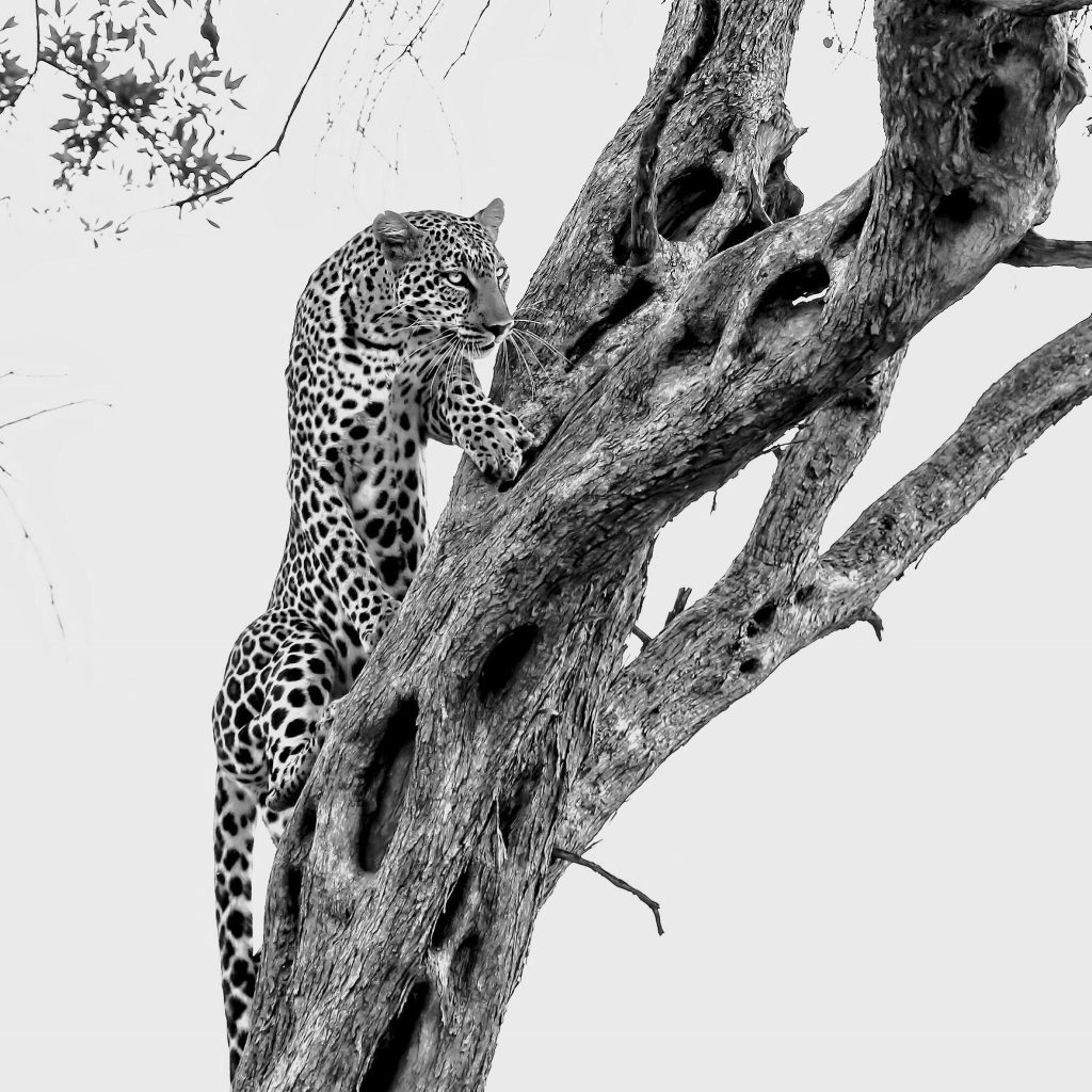 Tanzania Safari Tours